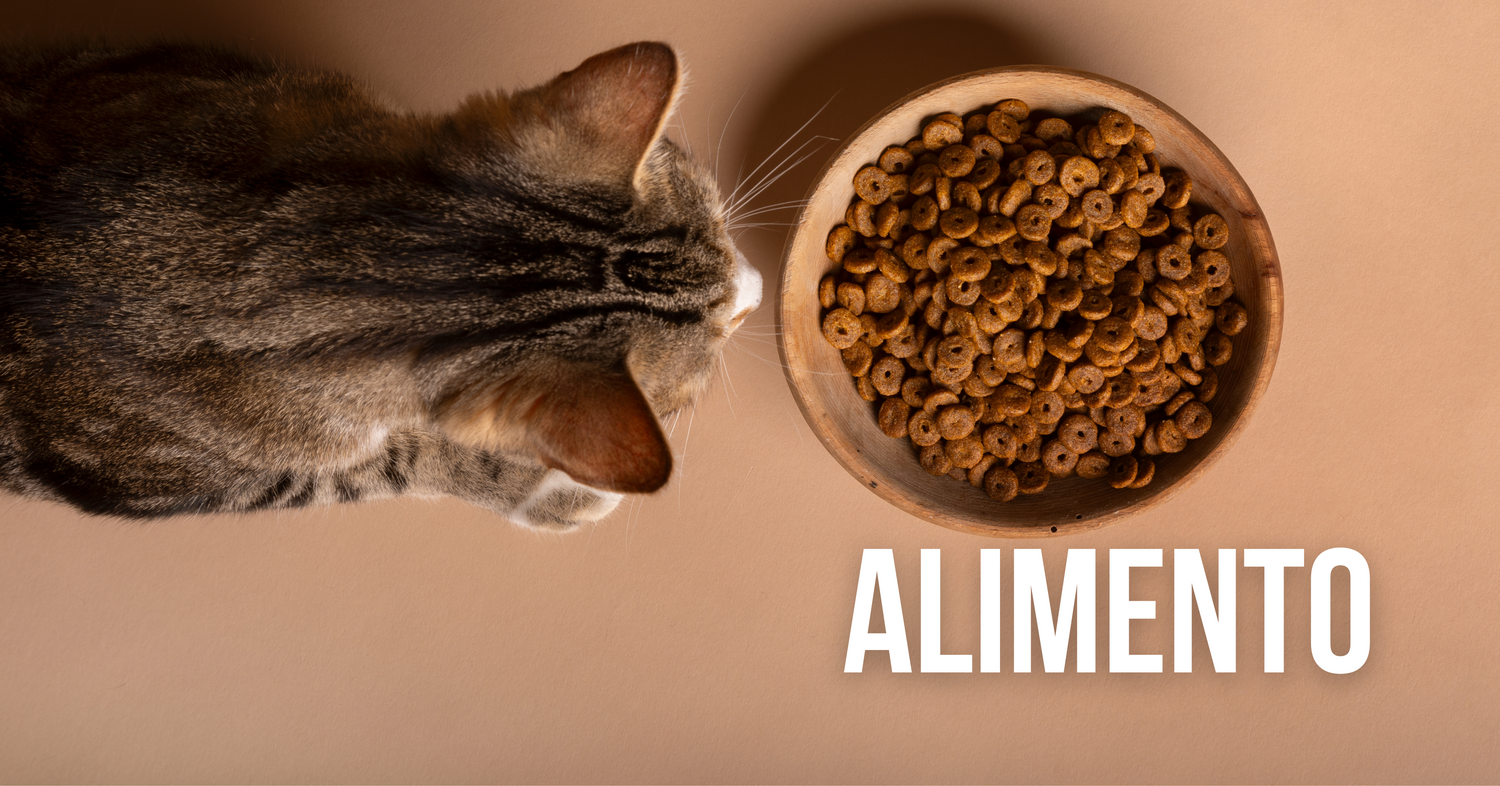Comida para Gatos