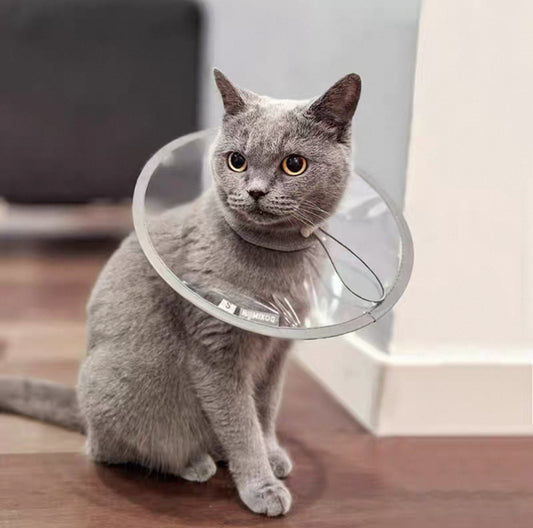 Collar isabelino plano y transparente para mascotas