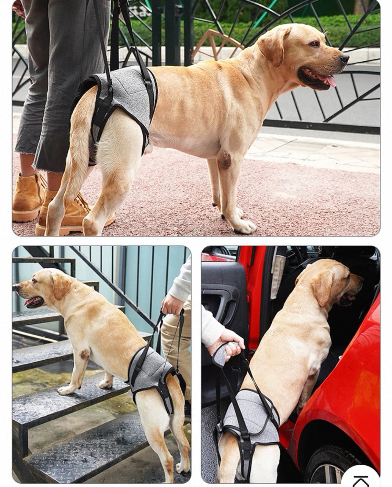 Soporte auxiliar de patas traseras para perros medianos y grandes
