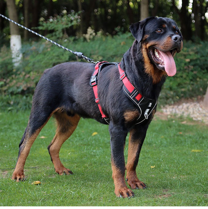 Pechera con correa para razas medianas modelo HAR339