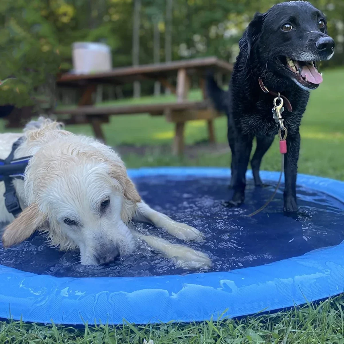 Piscina inflable de splash para perros