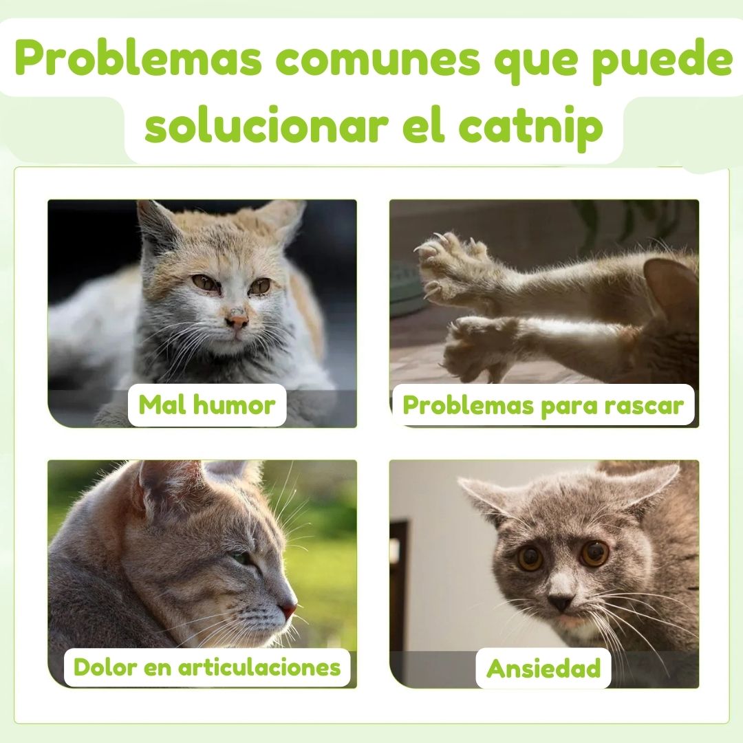 Catnip en Spray para Gatos 100ml