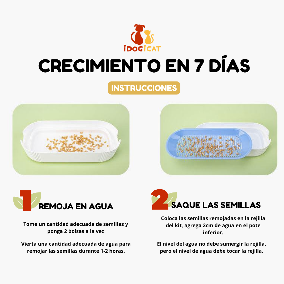 Bandeja hidropónica de hierba para gatos (Catnip)