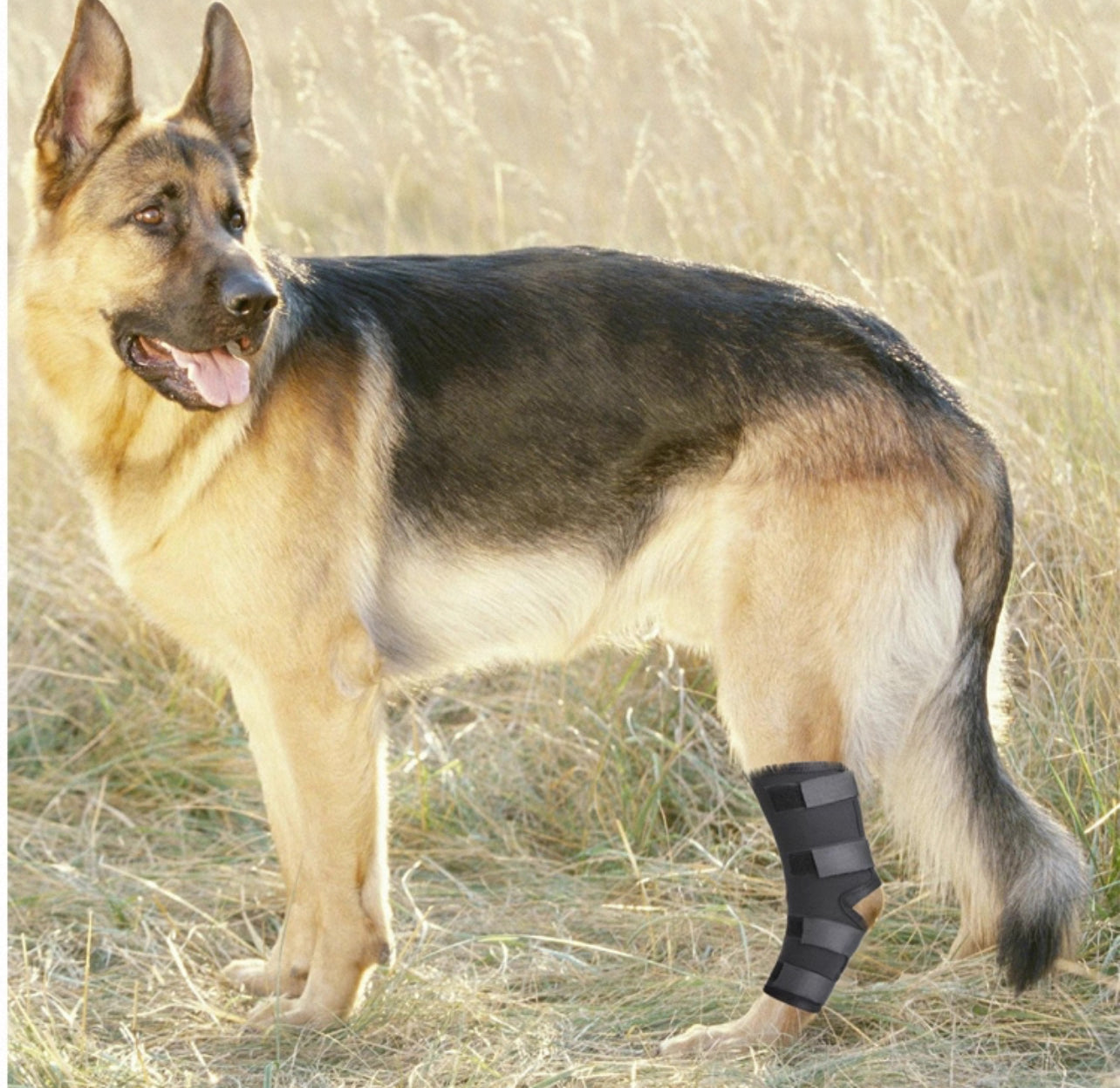 Soporte trasero y delantero para perros