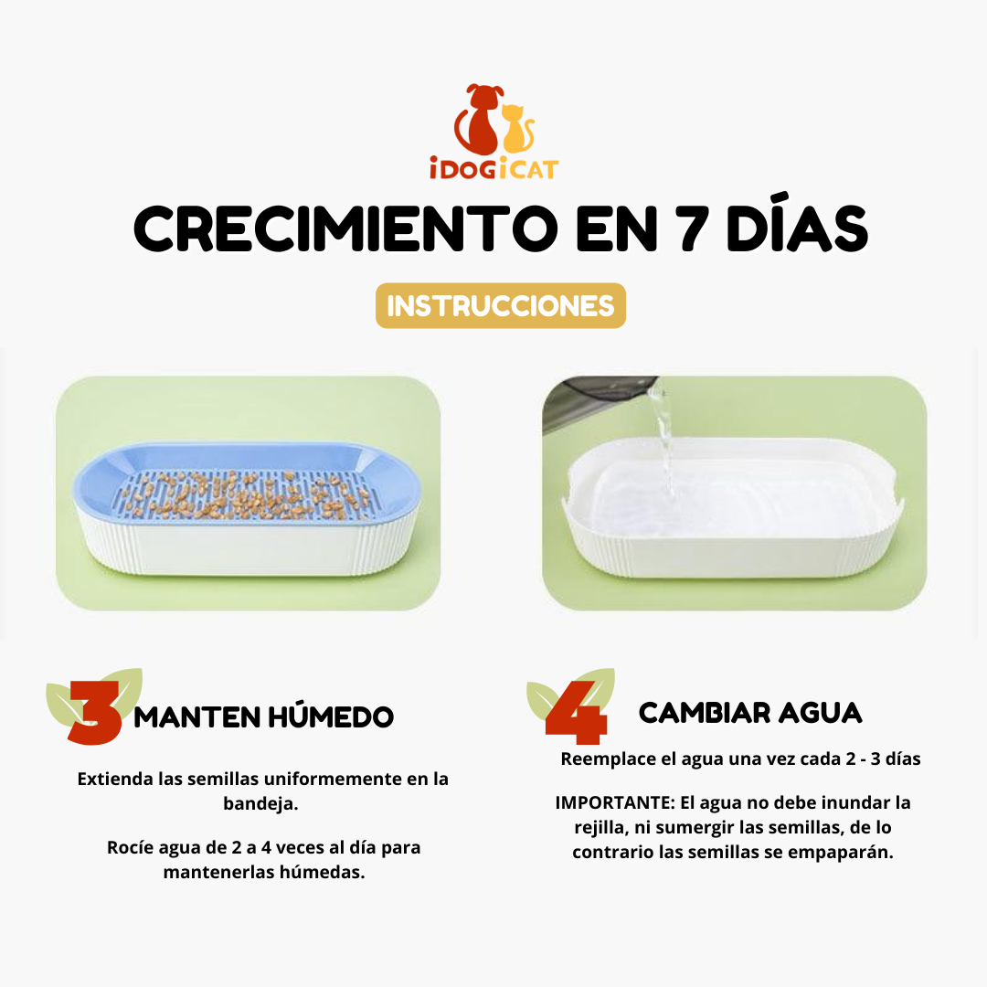 Bandeja hidropónica de hierba para gatos (Catnip)