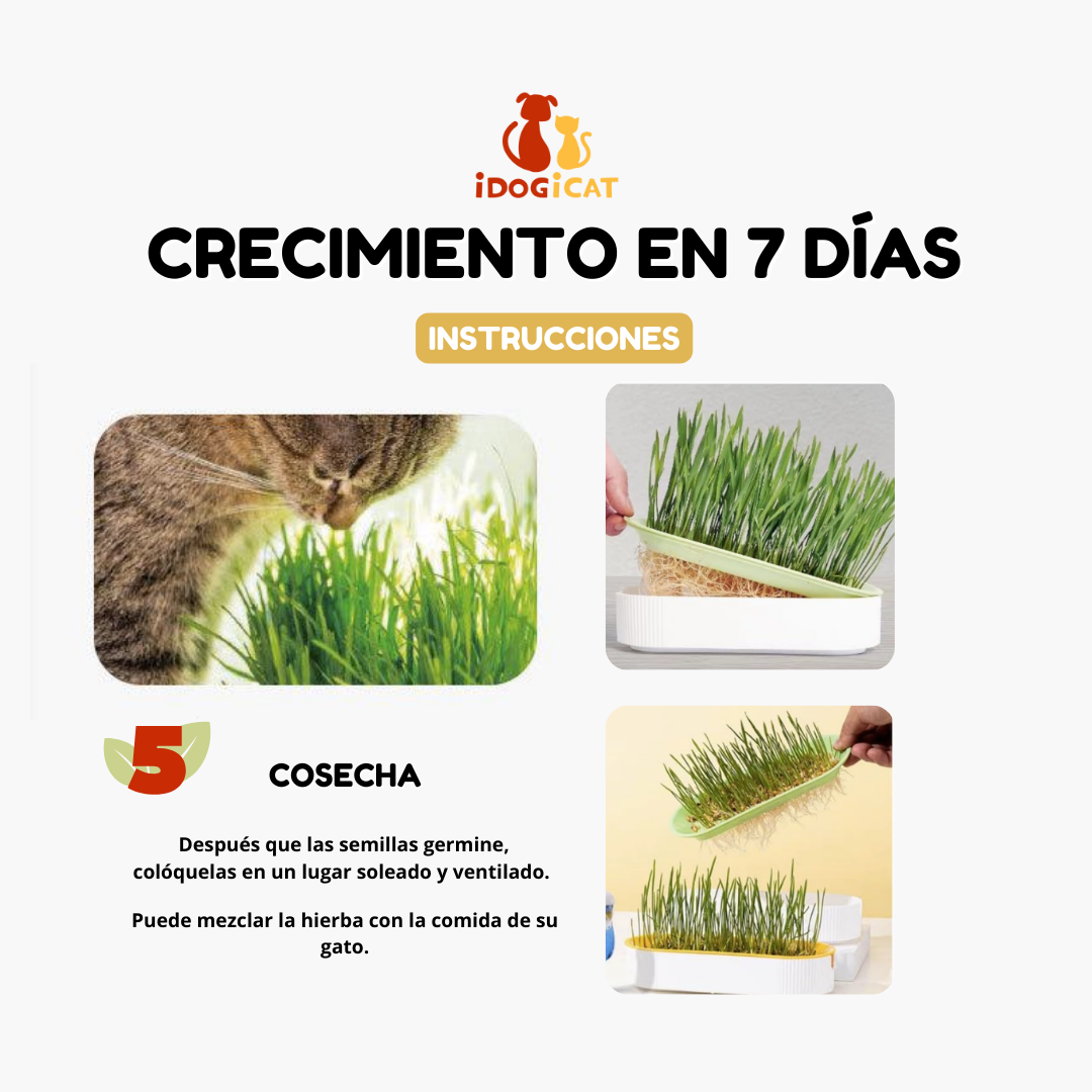 Bandeja hidropónica de hierba para gatos (Catnip)