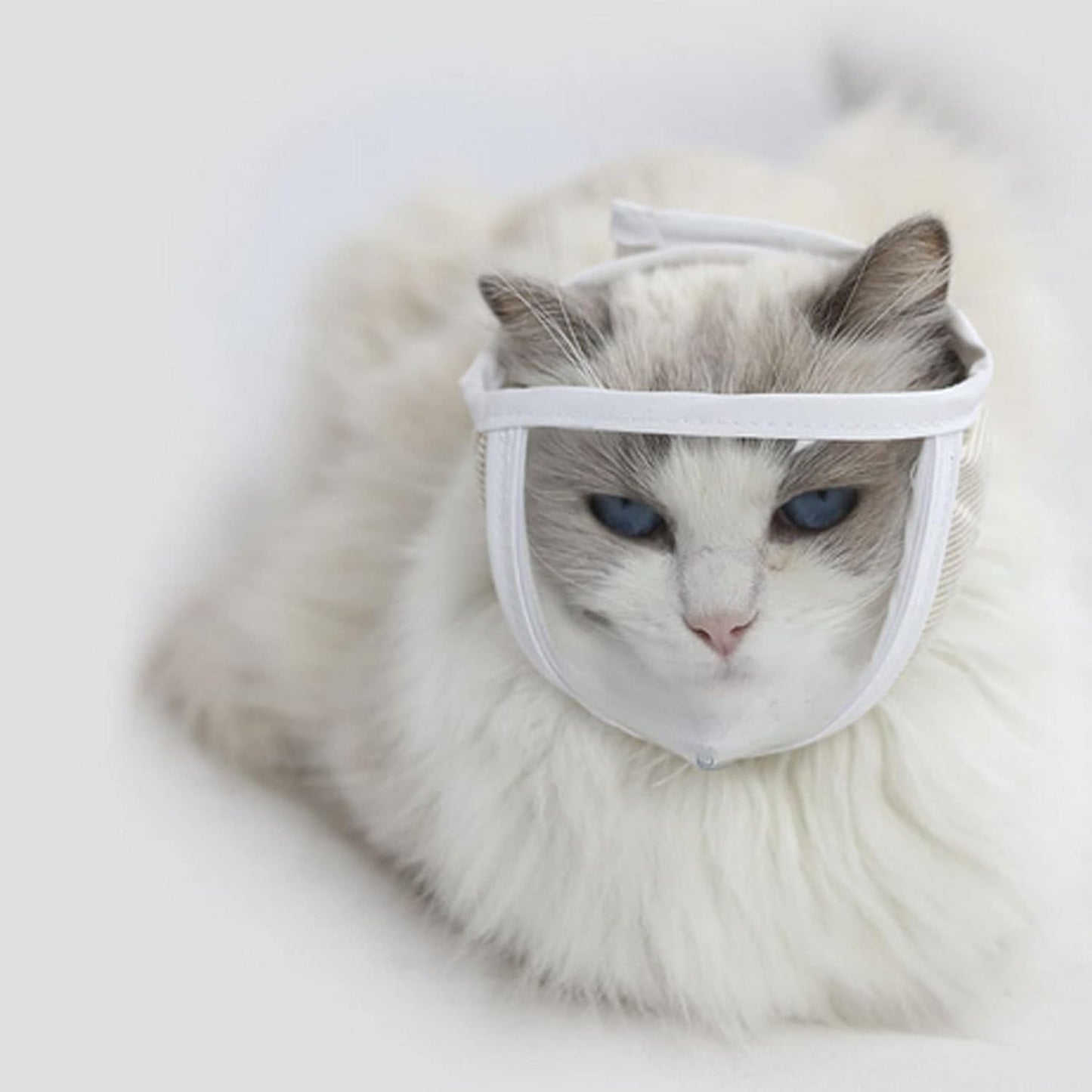 Bozal transparente para gatos pequeños