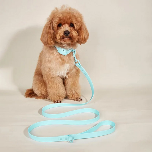 Set correa con collar a prueba de agua