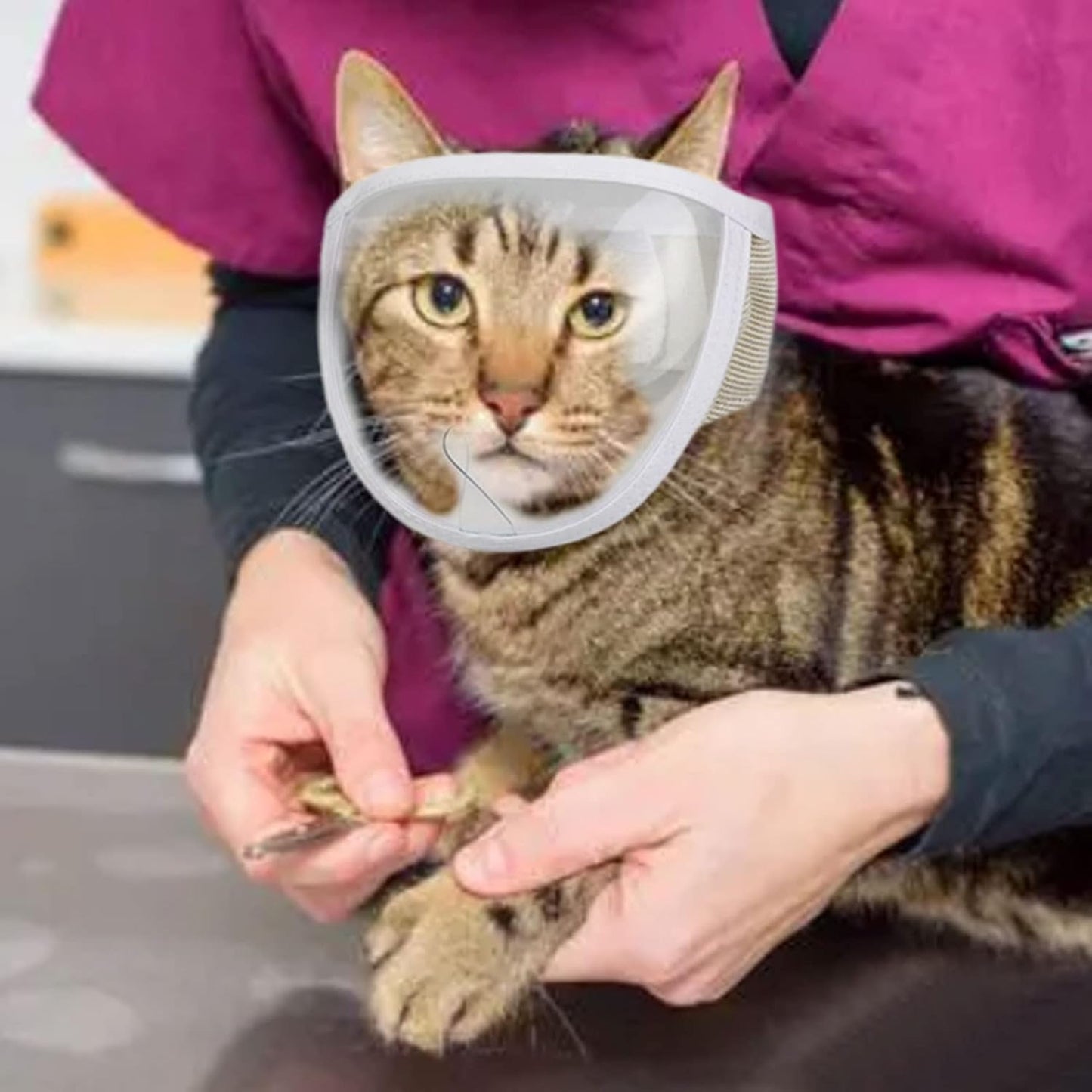 Bozal transparente para gatos pequeños