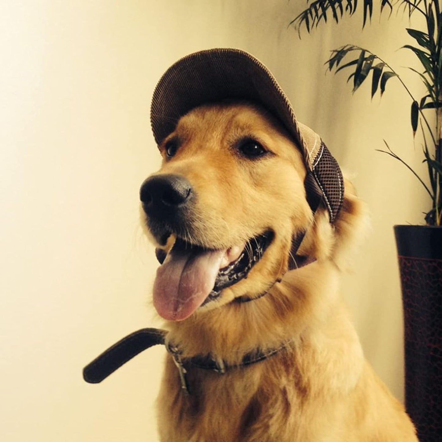 Gorro estilo beisbol ajustable para perros