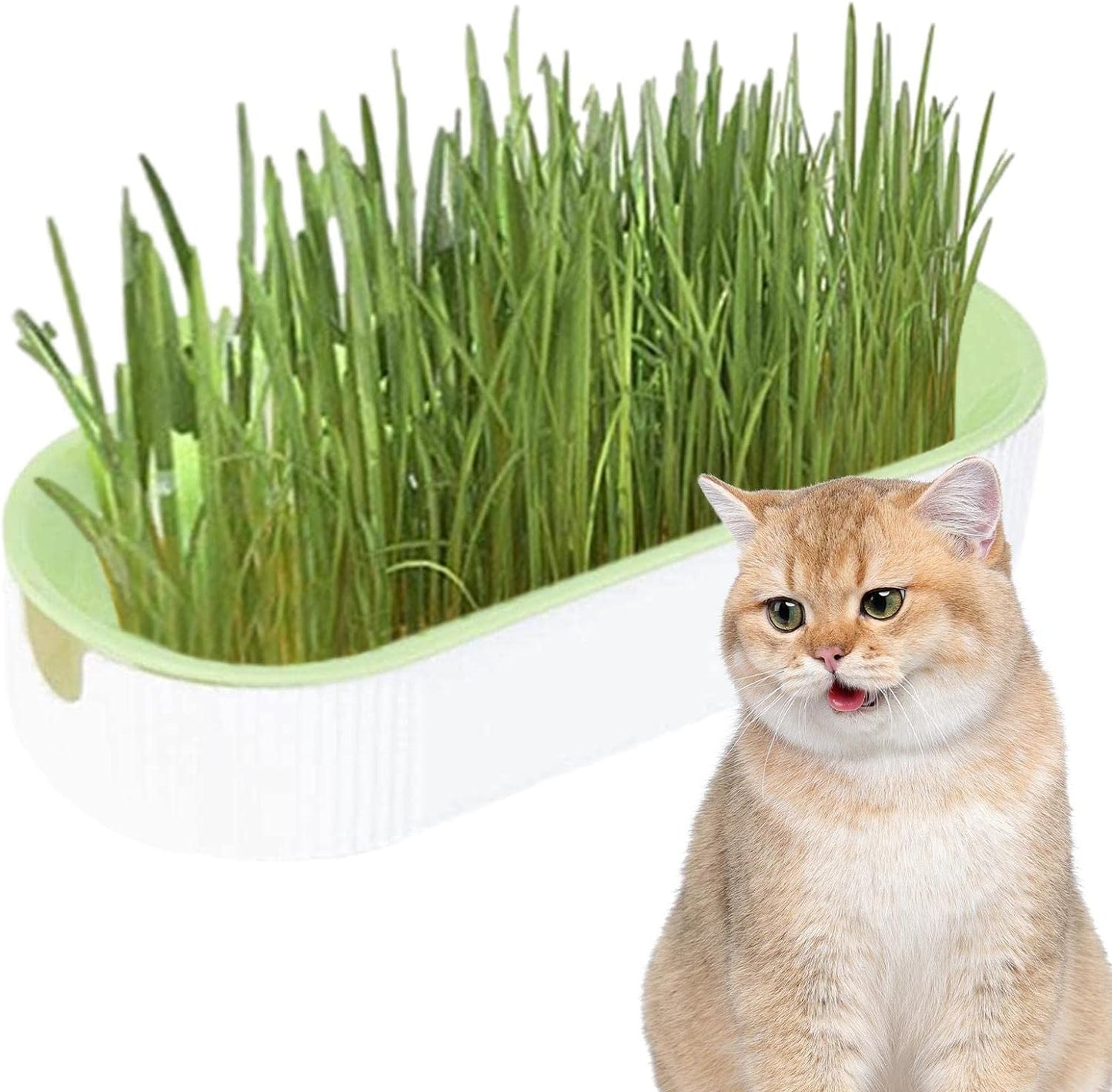 Bandeja hidropónica de hierba para gatos (Catnip)