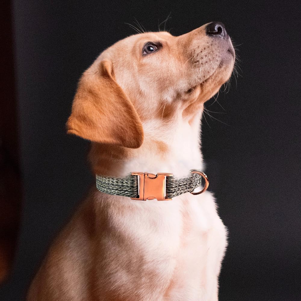 Collar con hebilla de acero resistente