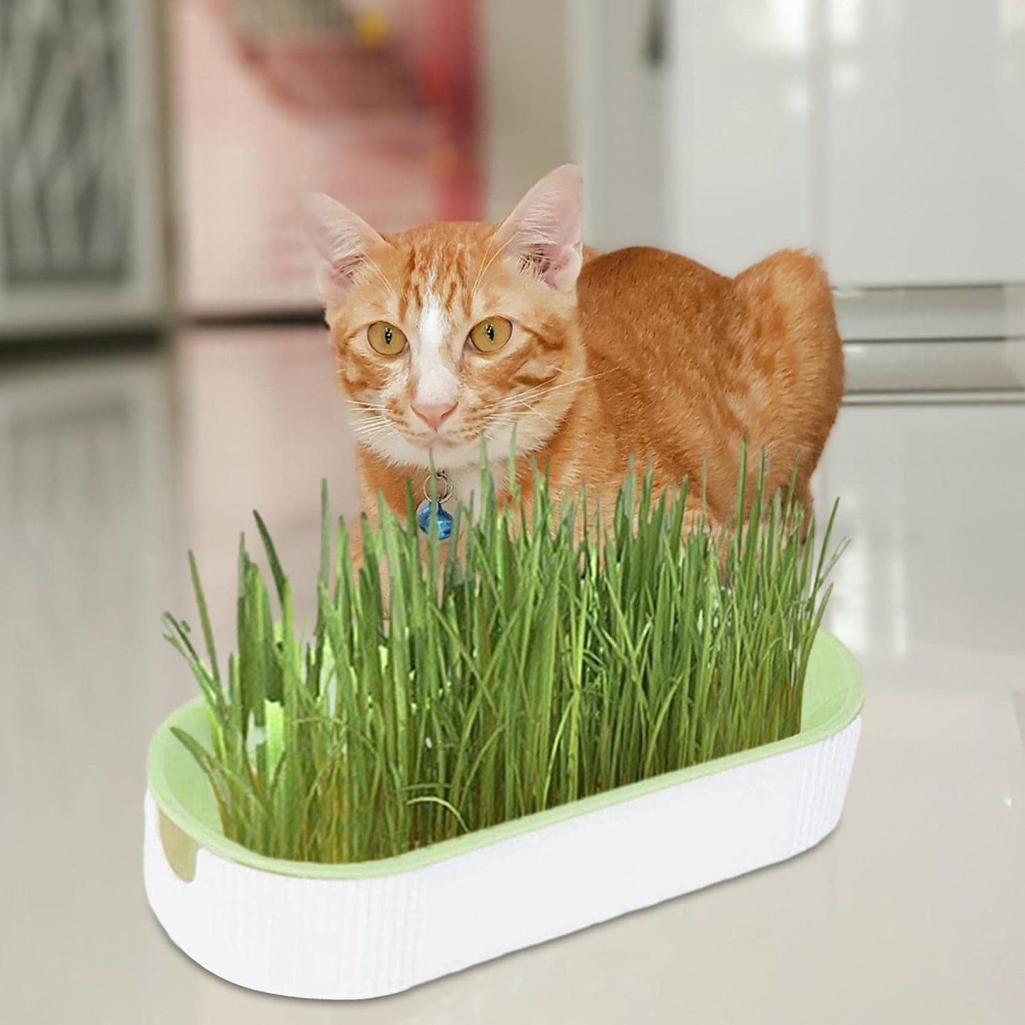 Bandeja hidropónica de hierba para gatos (Catnip)
