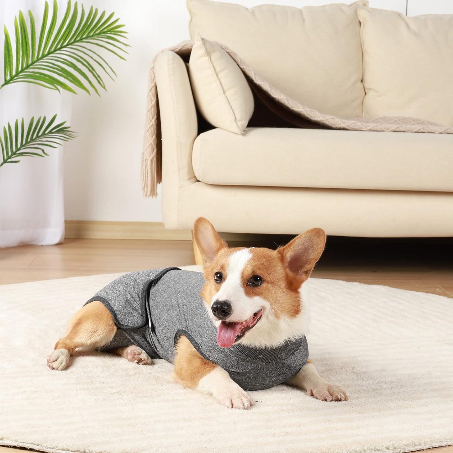 Traje post operación o hembras en celo para perros medianos y grandes