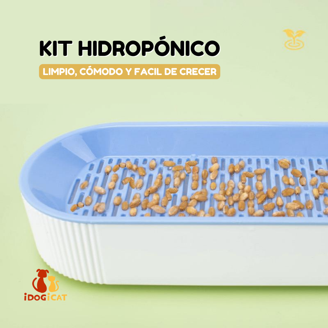 Bandeja hidropónica de hierba para gatos (Catnip)