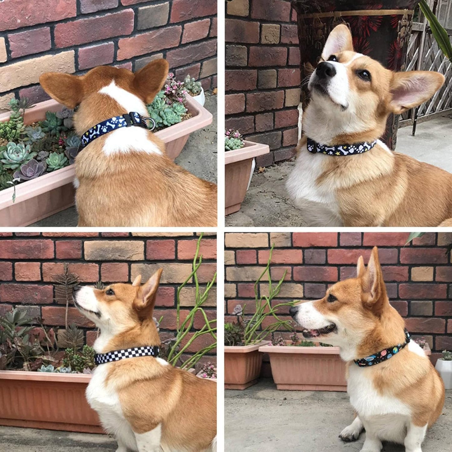 Collar de estampados para perros (4 tamaños)