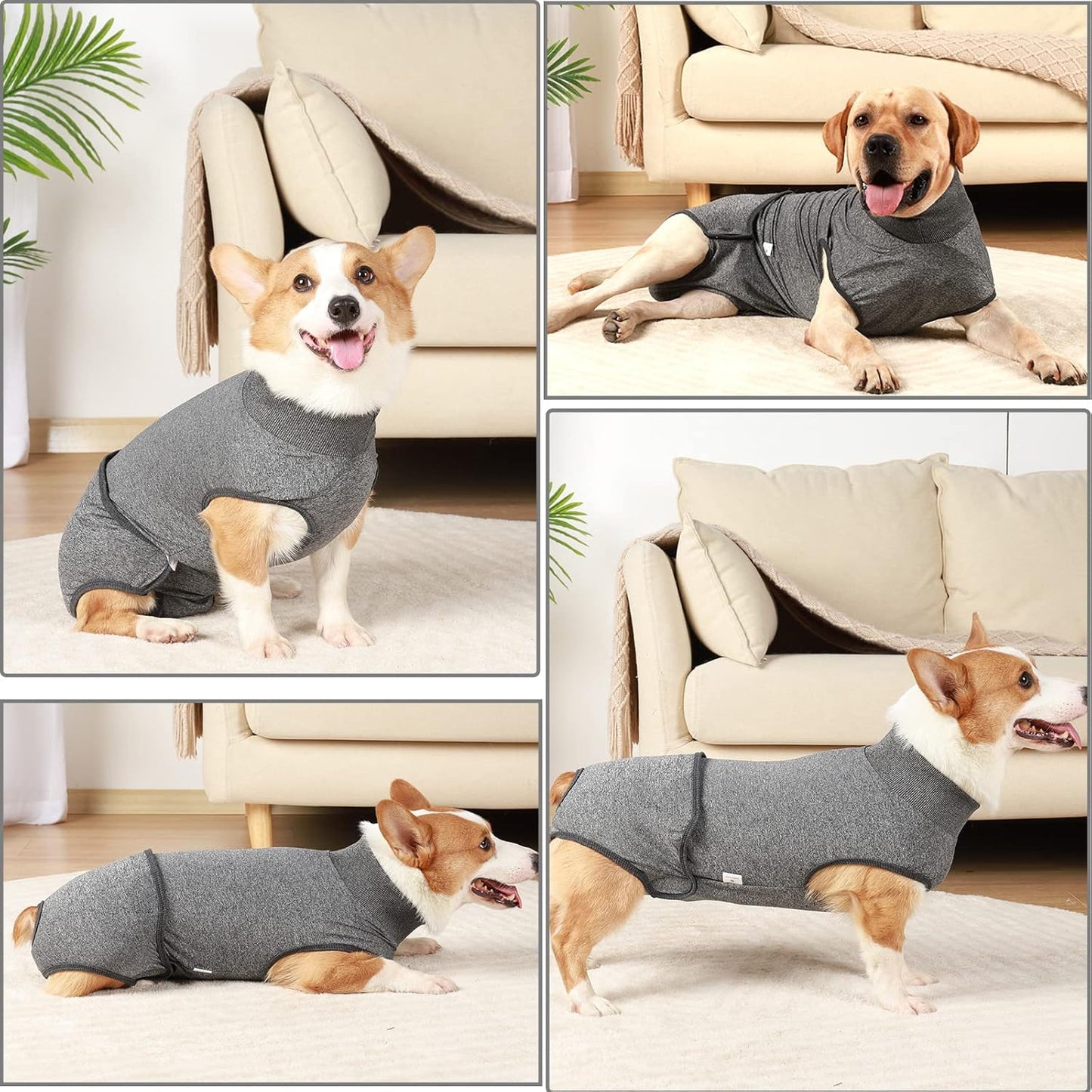 Traje post operación o hembras en celo para perros medianos y grandes