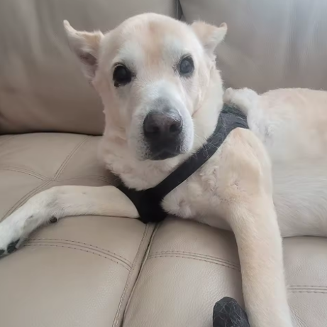 Arnés de soporte con collar para patas traseras