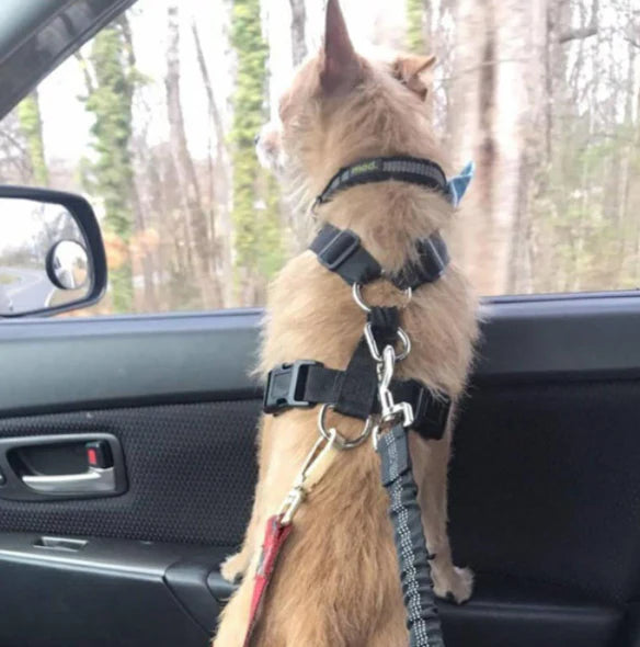 Cinturón de seguridad con elástico para mascotas