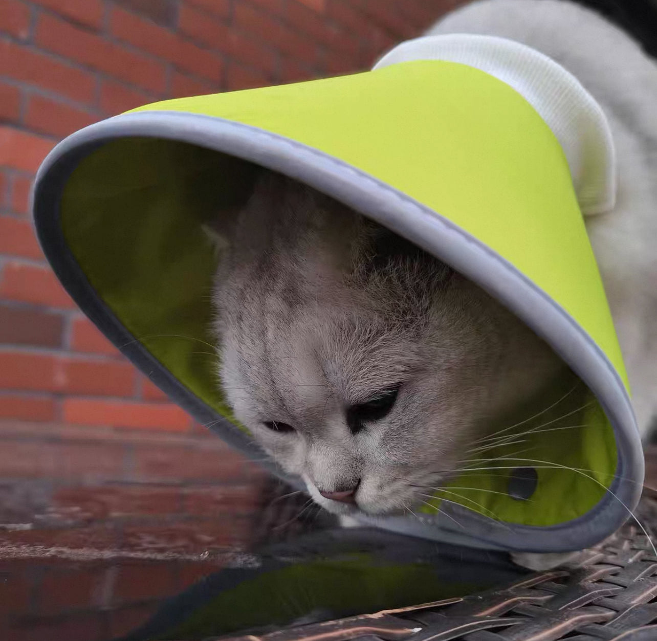 Cono isabelino de tela impermeable para mascotas