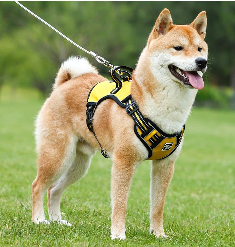 Pechera con correa para perros medianos y grandes