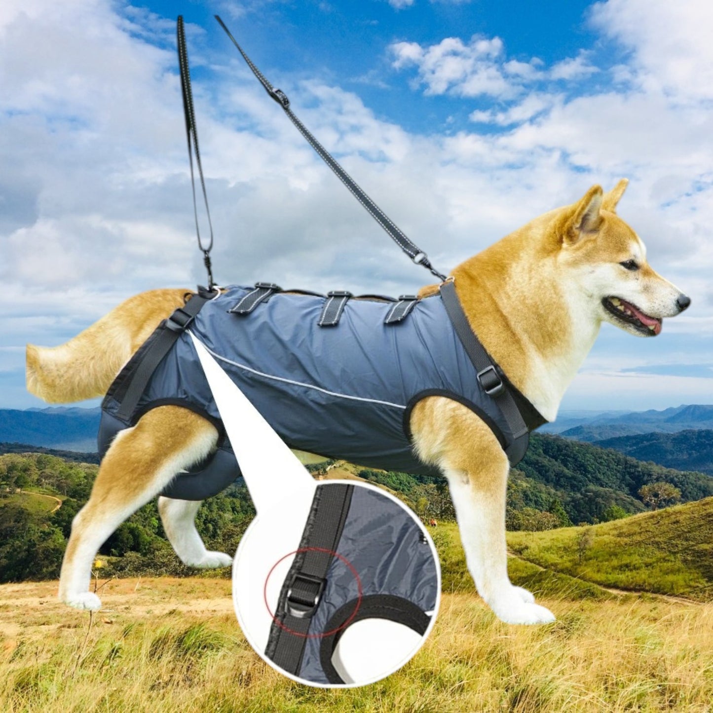 Arnés de asistencia para pasear perros