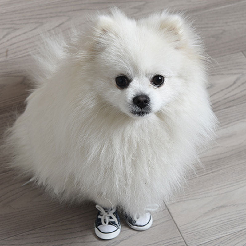 Zapatos de mascotas con cordones