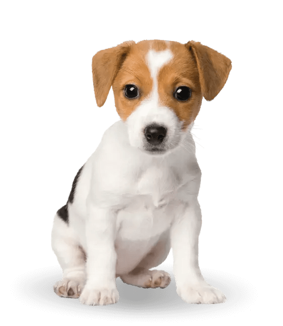 Comida para perro Advance active defense