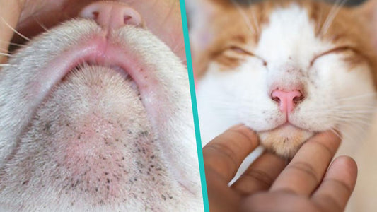 🐱 Acné felino: causas, síntomas, tratamiento y prevención