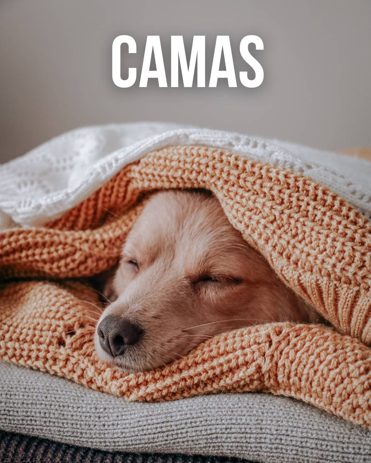 Camas para perro