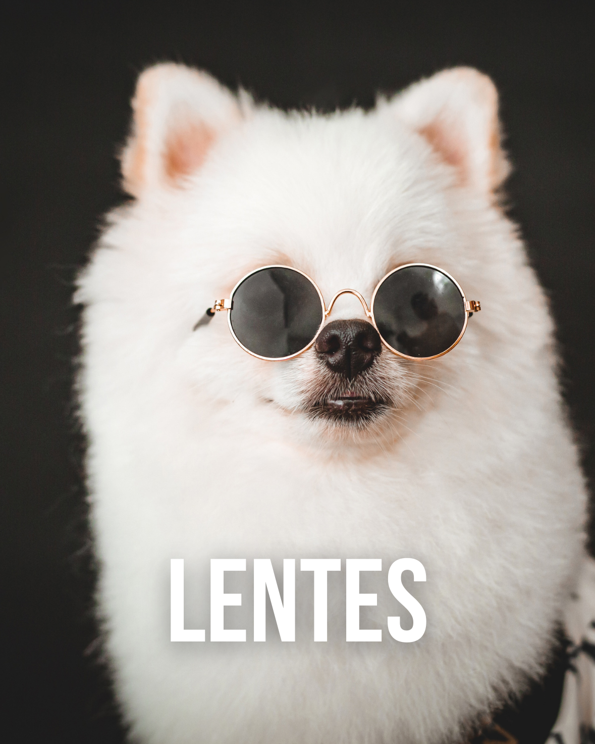 Lentes para mascotas