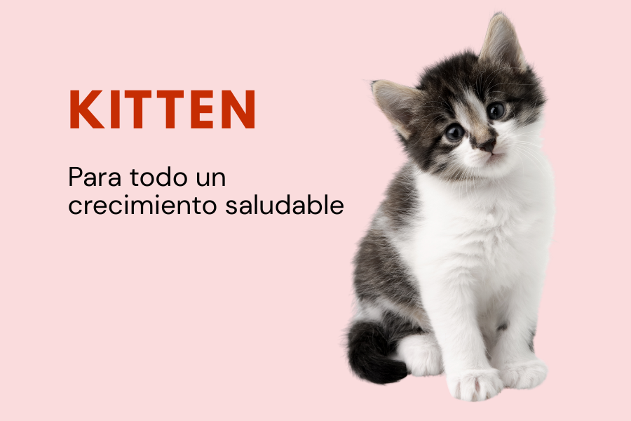 Alimento Kitten