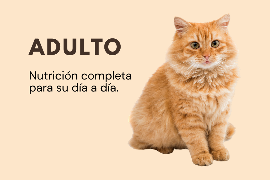 Alimento gatos adultos