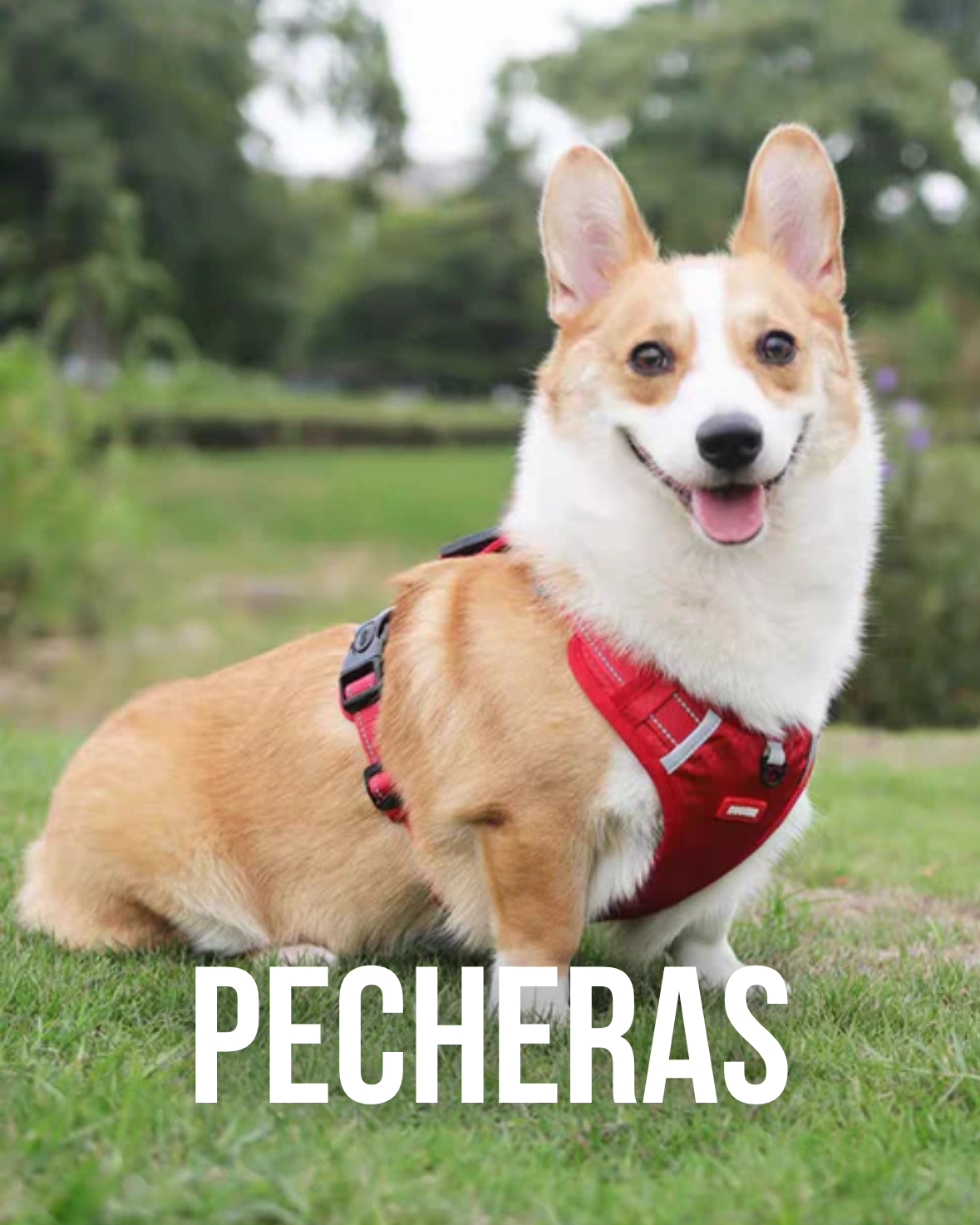 Pecheras de perro