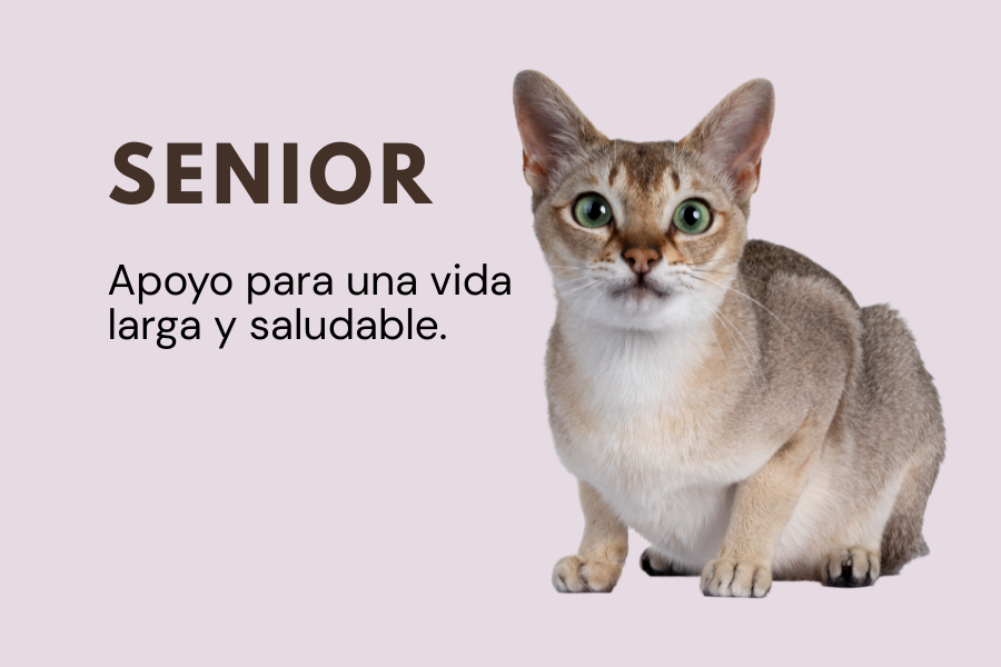 Alimento senior para gatos