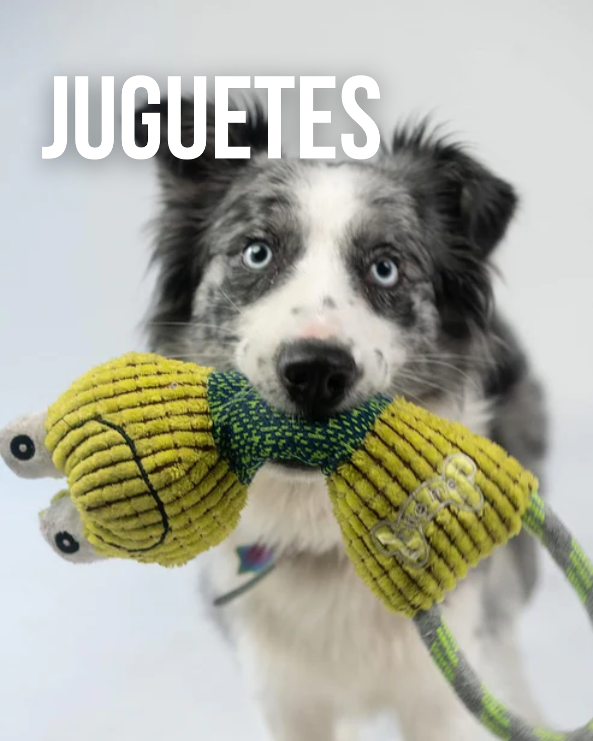 Juguetes para perro