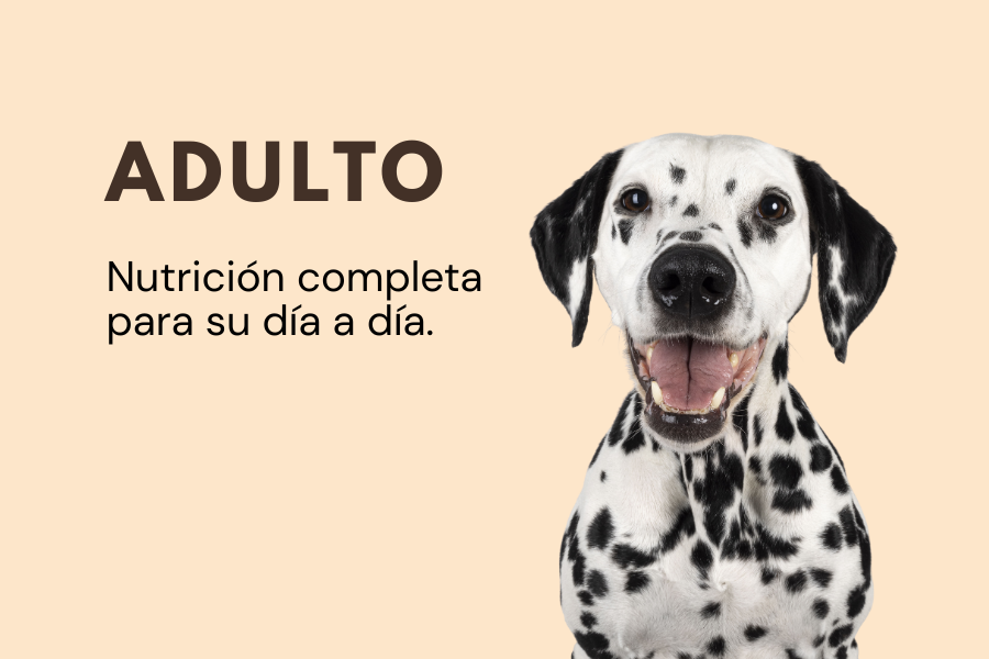 Alimento adulto para perro