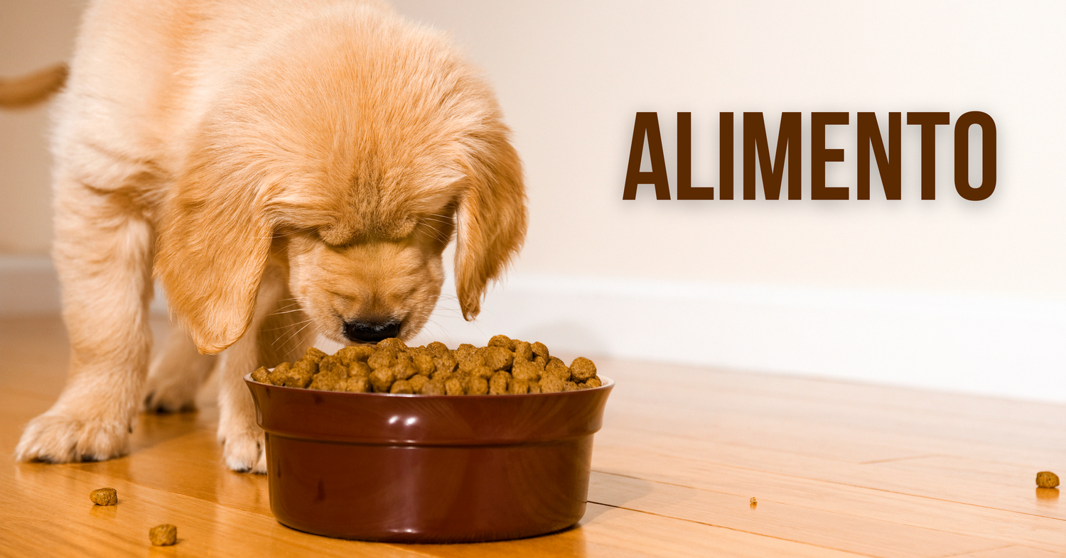 Comida para Perros