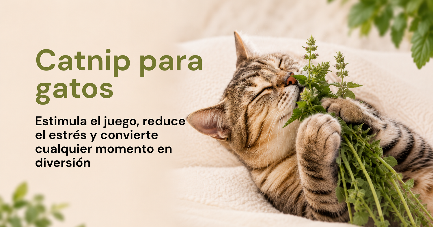 Catnip (Hierba Gatera)