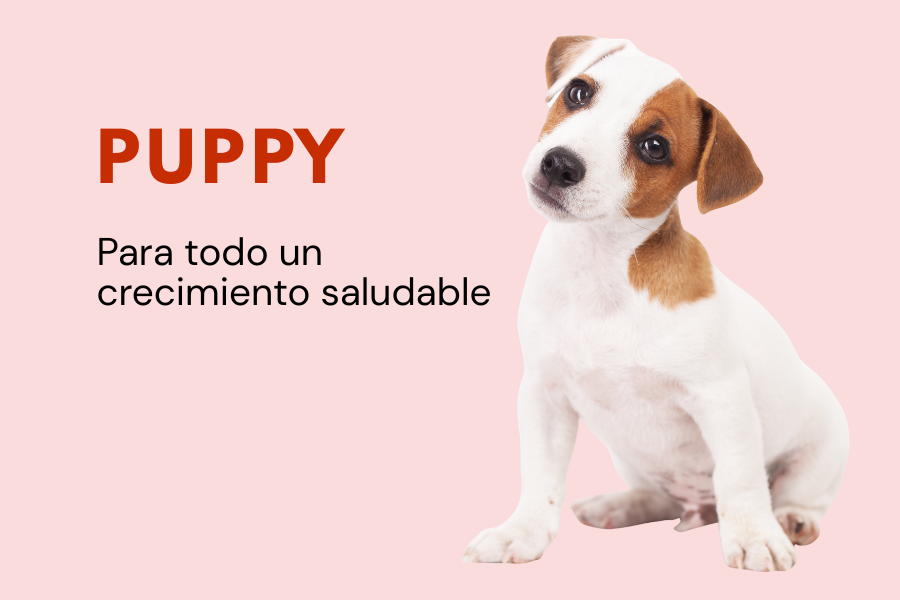 Alimento puppy
