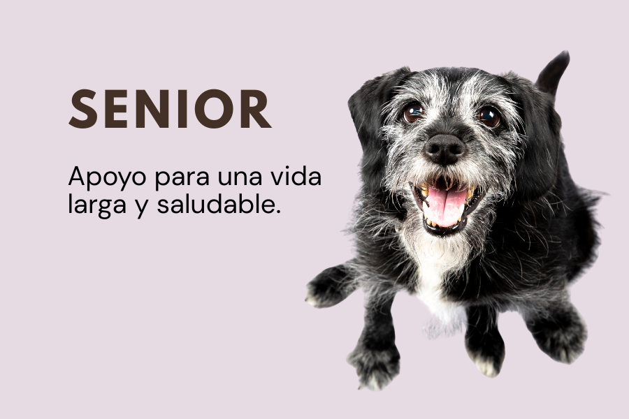 Alimento senior perro