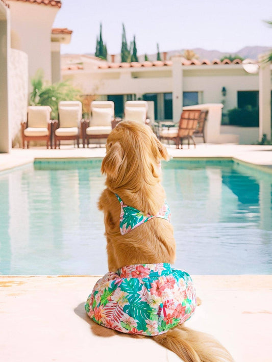 Vestido de baño bikini para mascotas