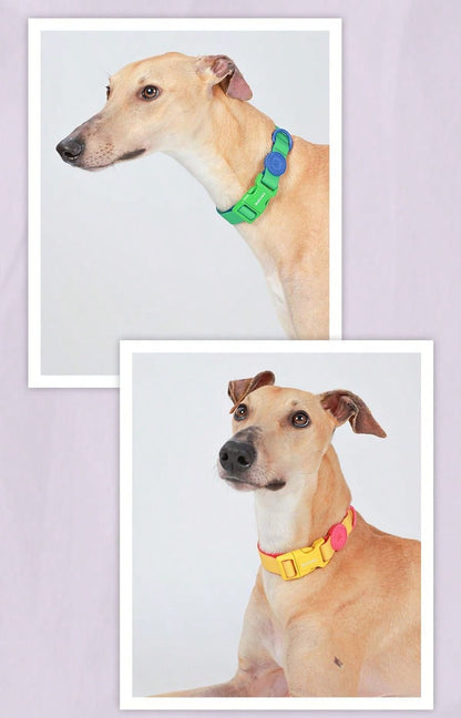 Collar con correa impermeable, ajustable para perro