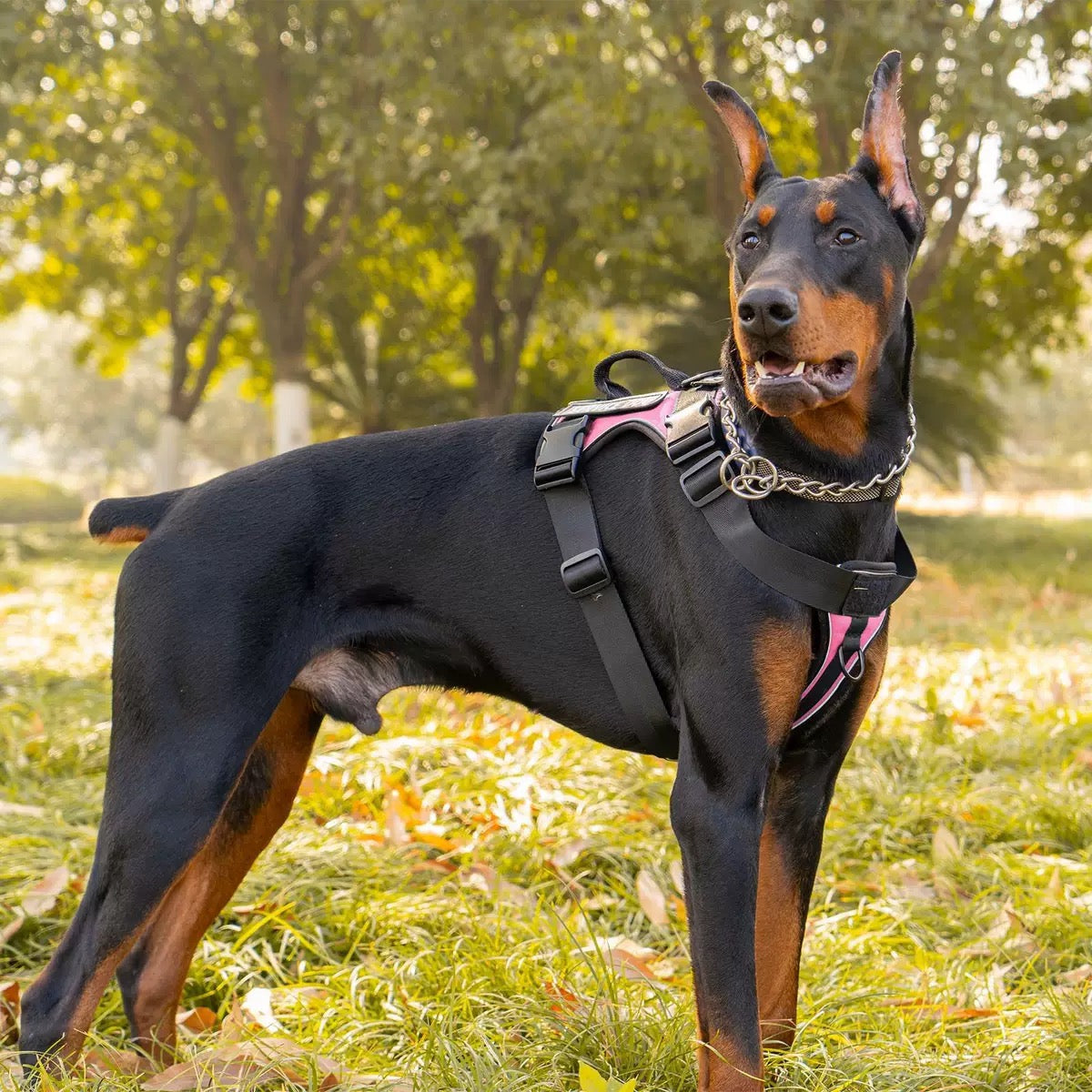 Pechera dog service con correa HAR03