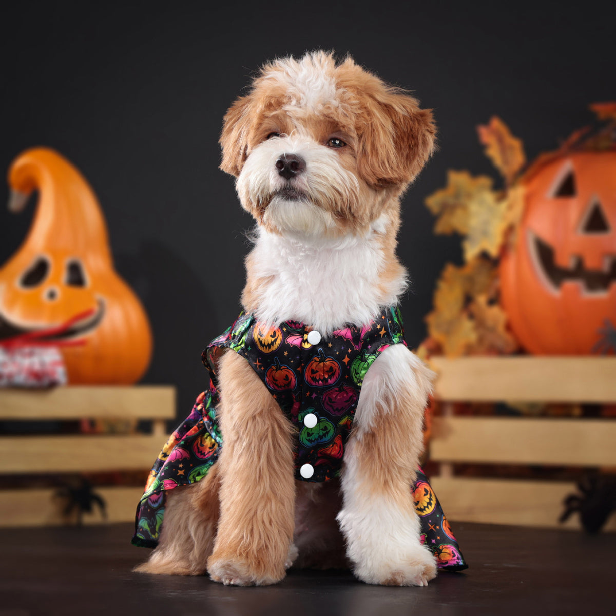 Vestido de halloween para mascotas #5 y #6