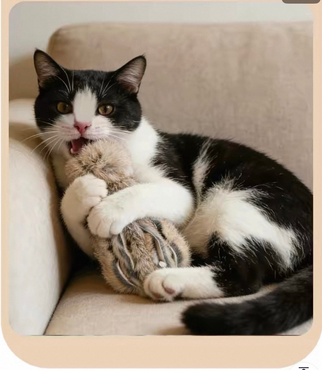 Juguete para gatos estilo pulpo con olor a conejo