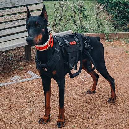 Soporte para perros en recuperación (Modelo 001)