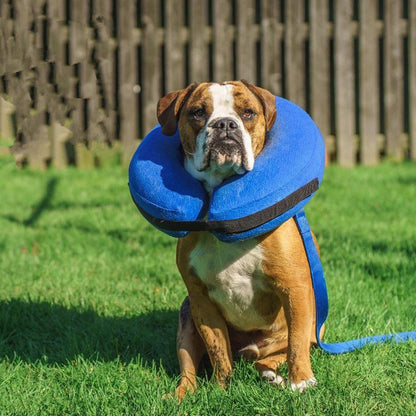 Collar inflable isabelino para mascotas grandes