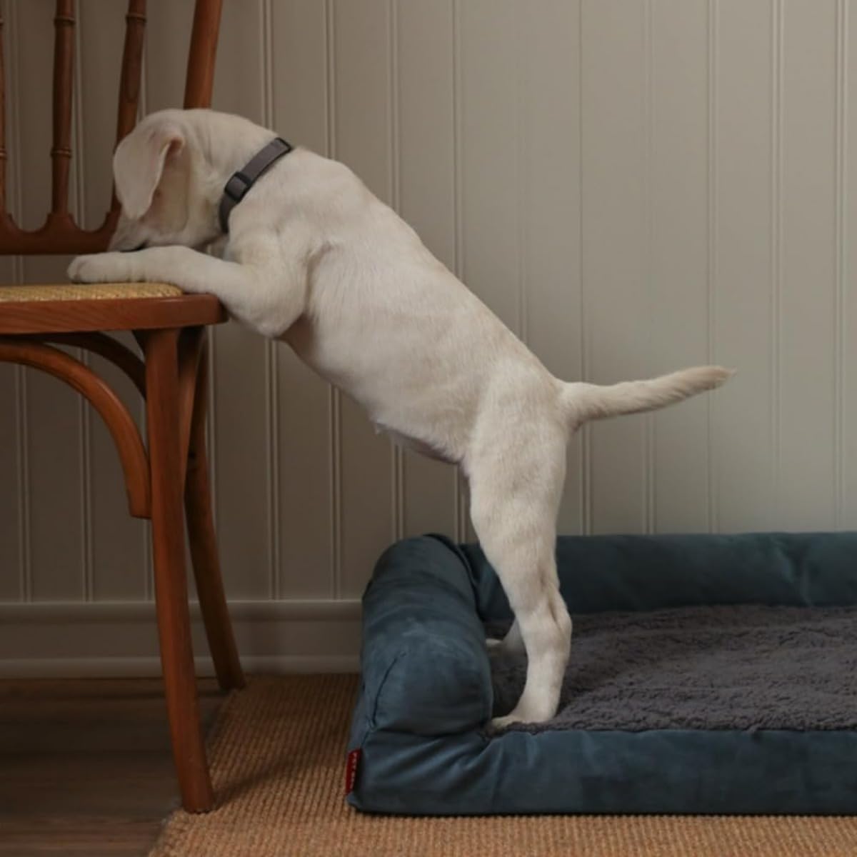 Cama sofá lavable para mascotas