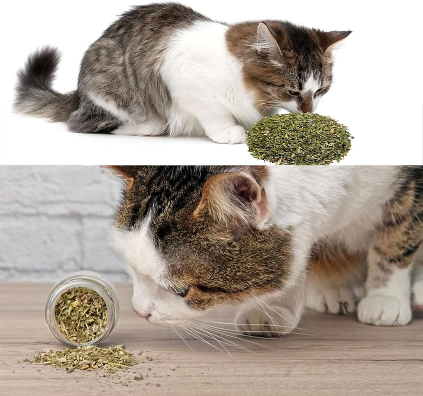 Catnip en polvo coolcat para gatos 45ml